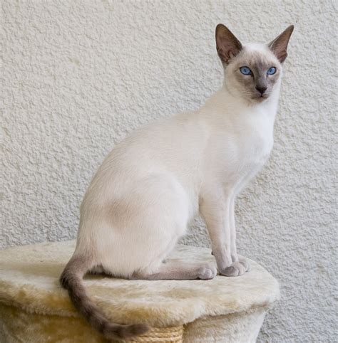 Siamese cat craigslist. Things To Know About Siamese cat craigslist. 